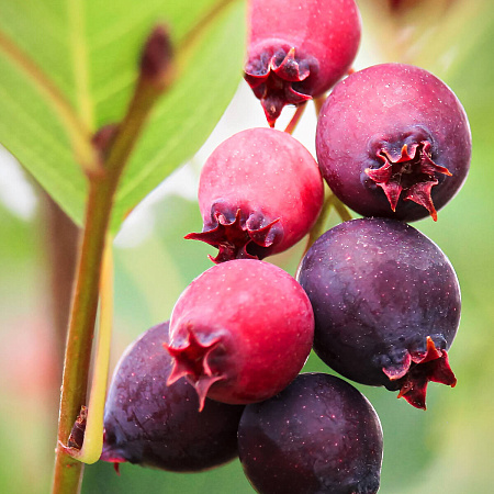 Фото Ирга Нортлайн