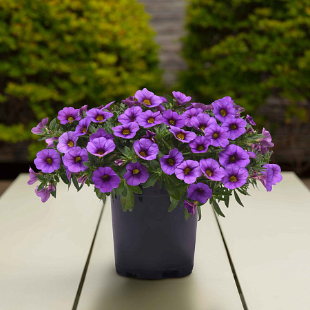 Фото Калибрахоа Классик Деним