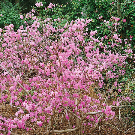 Фото Рододендрон остроконечный