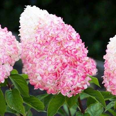 Фото Гортензия метельчатая Пинк энд роуз