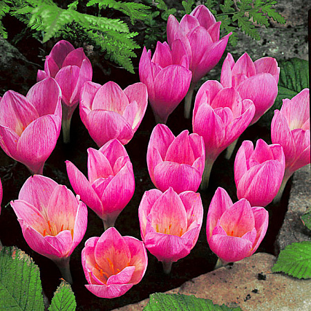 Фото Крокус Кочи