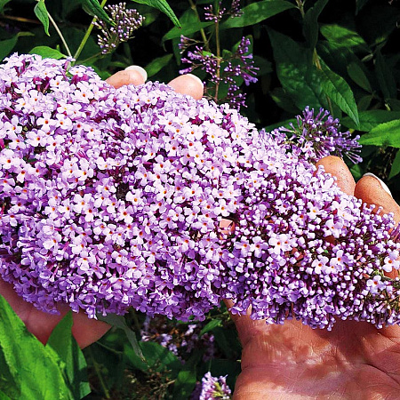 Фото Буддлея Гулливер