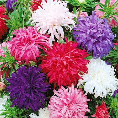 Фото Астра Страусово перо Яркий набор