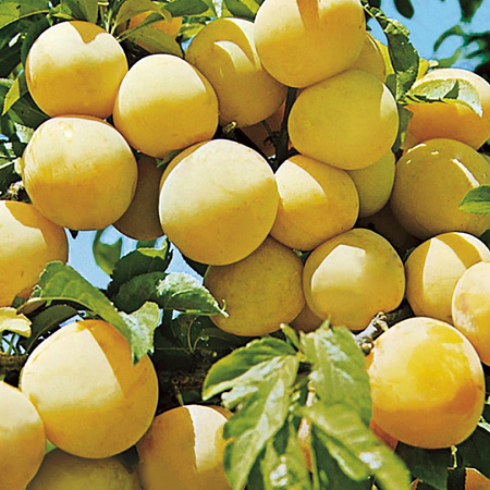 Фото Слива комплект №3:Светлячок,Алтайская юбилейная,Синильга