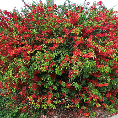 Фото Айва превосходная Клементин