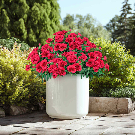 Фото Гвоздика Оскар Перпл Вингс