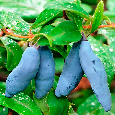 Жимолость Шахиня