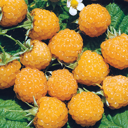 Фото Малина летняя Жёлтый гигант