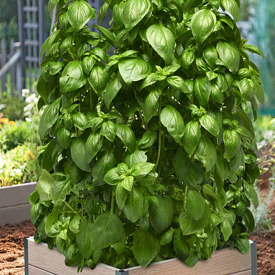 Базилик Изумрудные башни