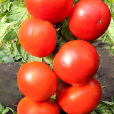 Фото Помидор Атлант F1