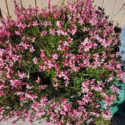 Гаура Линдхеймера Стеффи Блаш Пинк