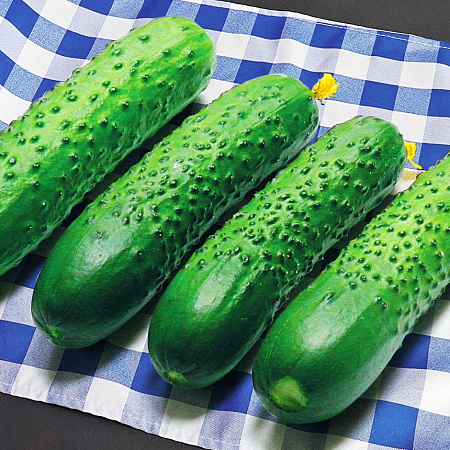 Фото Огурец Спино F1