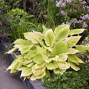 Хоста Лемон фезерс