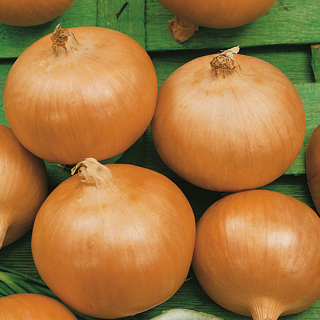 Фото Лук репчатый Шерман