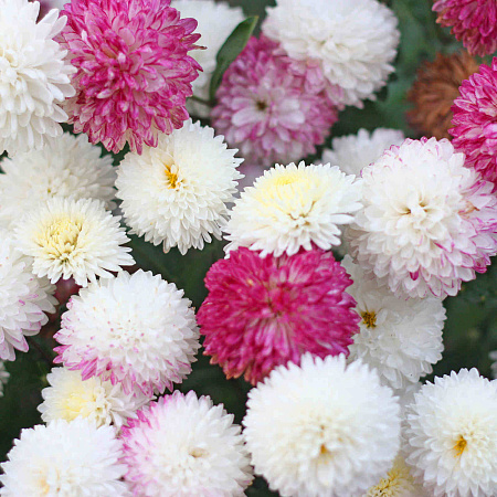 Фото Хризантема корейская Умка