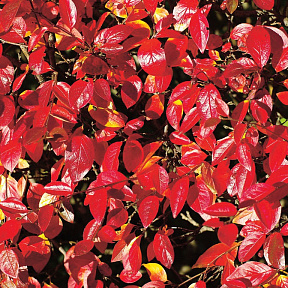 Кизильник Блестящий