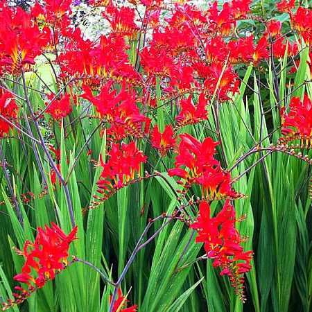 Фото Крокосмия Люцифер