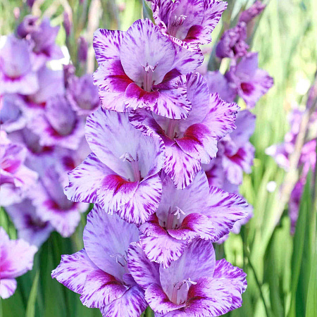 Фото Гладиолус Пассос