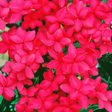 Фото Родогипоксис Красный