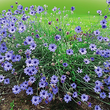 Фото Катананхе Голубой Купидон