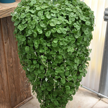 Фото Дихондра Изумруд