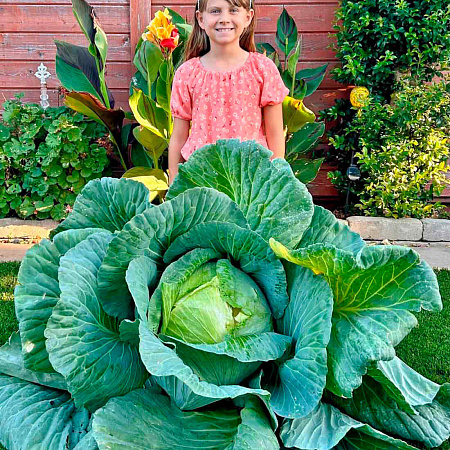 Фото Капуста белокочанная Эверест F1