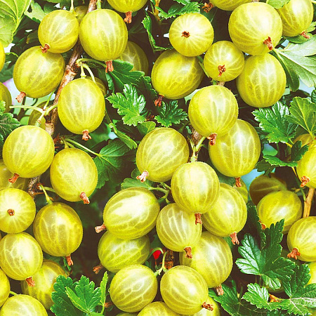 Фото Крыжовник Белый Смит