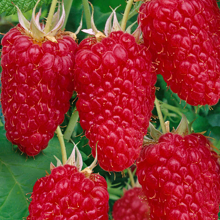 Фото Малина ремонтантная Сластиха