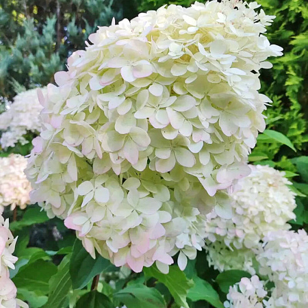 Фото Гортензия метельчатая Долли