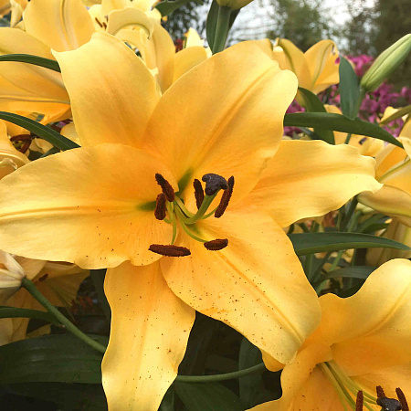 Фото Лилия Корковадо