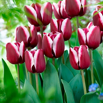 Тюльпан триумф Фонтейнблю