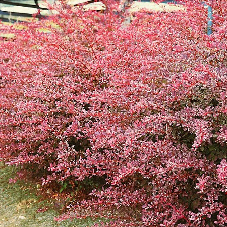 Фото Барбарис Тунберга Фламинго