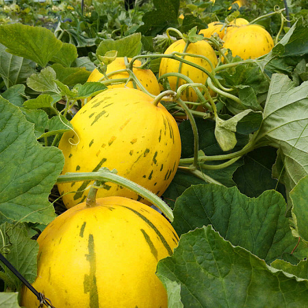 Фото Дыня Фестиваль оранж F1