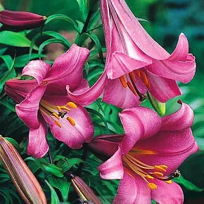 Лилия трубчатая Пинк Регале