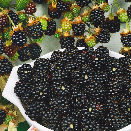 Фото Ежевика Гималайская