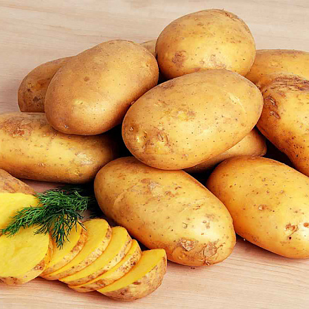 Фото Картофель Королева Анна