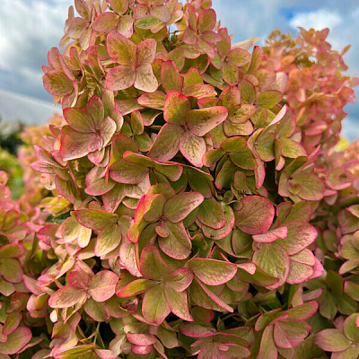 Гортензия метельчатая Металлика