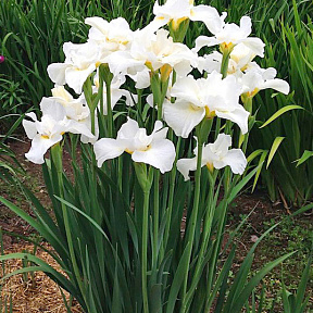 Ирис сибирский Свонс ин Флайт