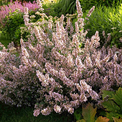 Котовник кистевидный Амелиа