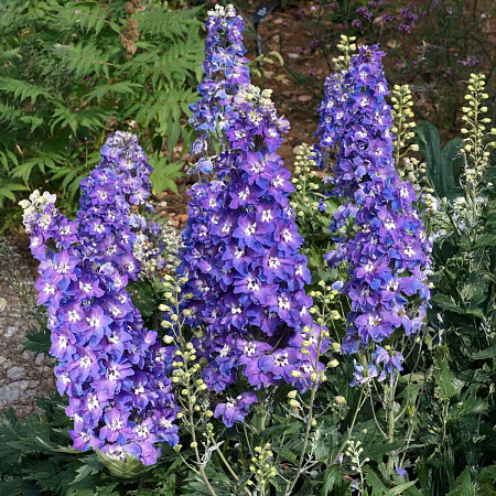 Фото Дельфиниум Дельджиниус Глитци