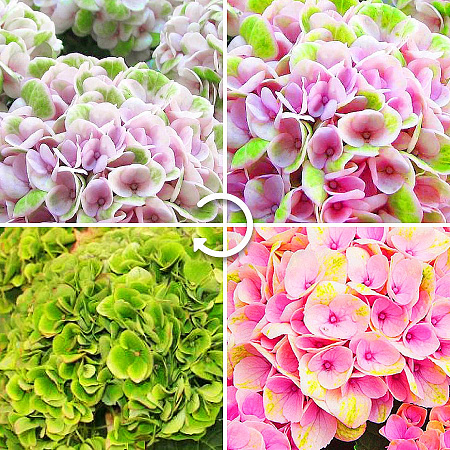 Фото Гортензия крупнолистная Мэджикал революшн розовая