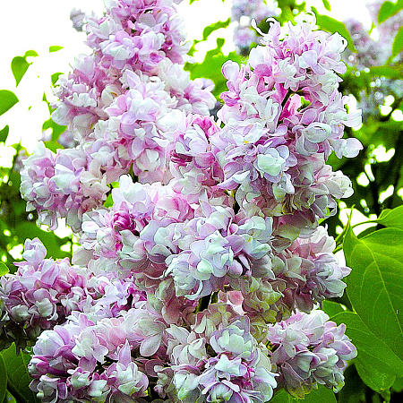 Фото Сирень Айгуль