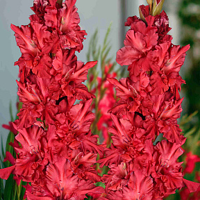 Гладиолус Конёк Горбунок