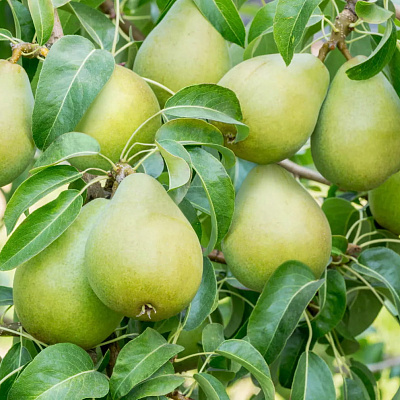 Груша Первая Ласточка