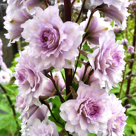 Фото Дельфиниум Ча-ча