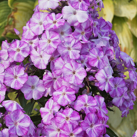 Фото Флокс метельчатый Фрекл Блю Шейдс