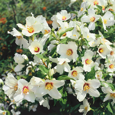 Фото Жасмин Бель Этуаль