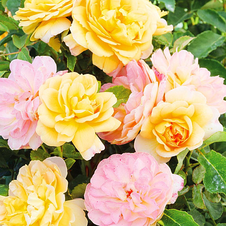 Фото Роза флорибунда Амели Нотомб