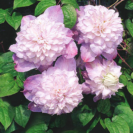 Фото Клематис Выбор Вероники