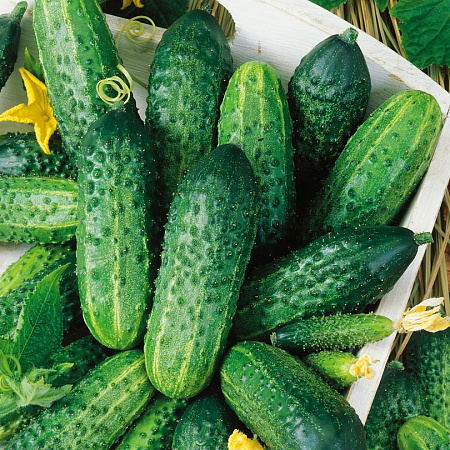 Фото Огурец Задор F1